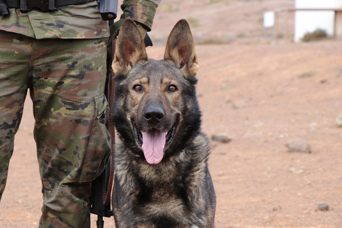 Perro de la Unidad Cinológica de la sección de Policía Militar de la BRICAN XVI